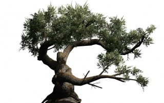 Jeffrey Pine tree in detail view - isolated on white
