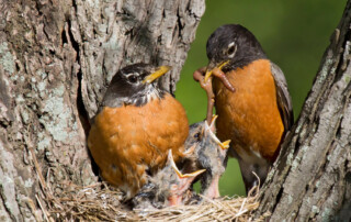 Robins feed their young