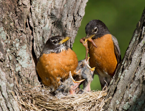 what’s nesting when I am getting a divorce?